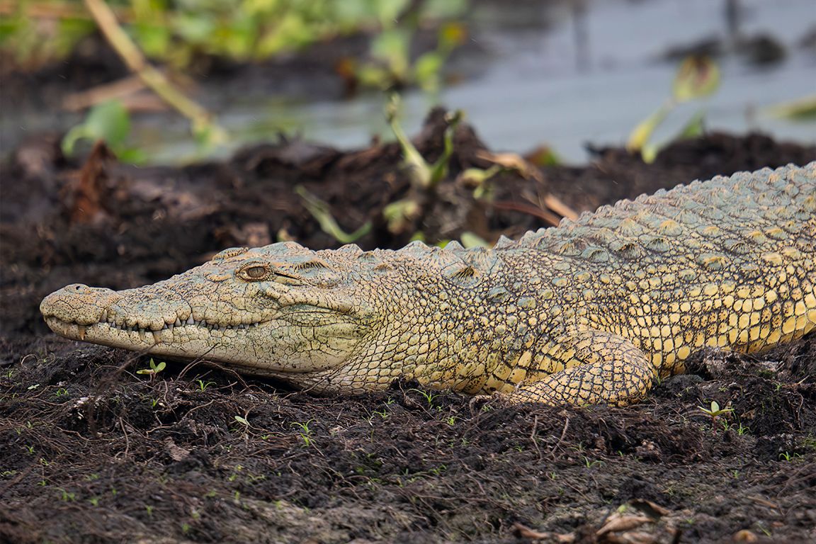 Cocodrilo