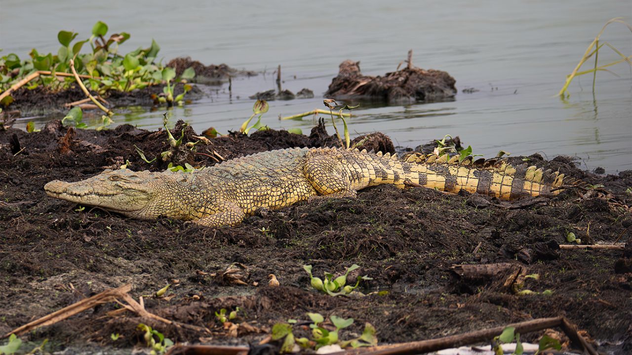 Cocodrilo