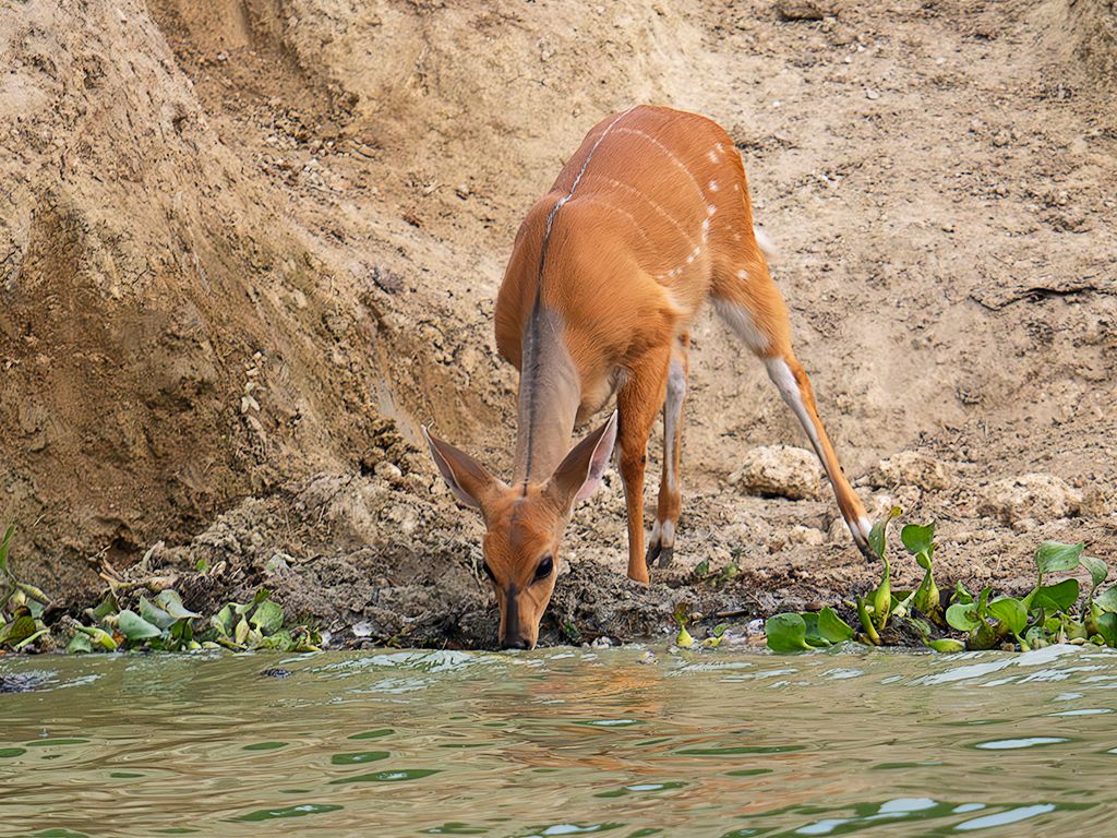Sitatunga