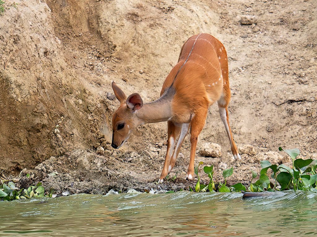 Sitatunga