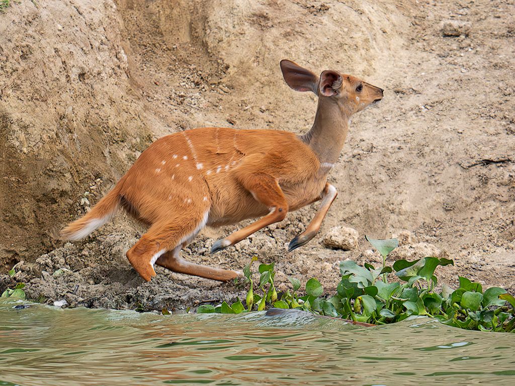 Sitatunga