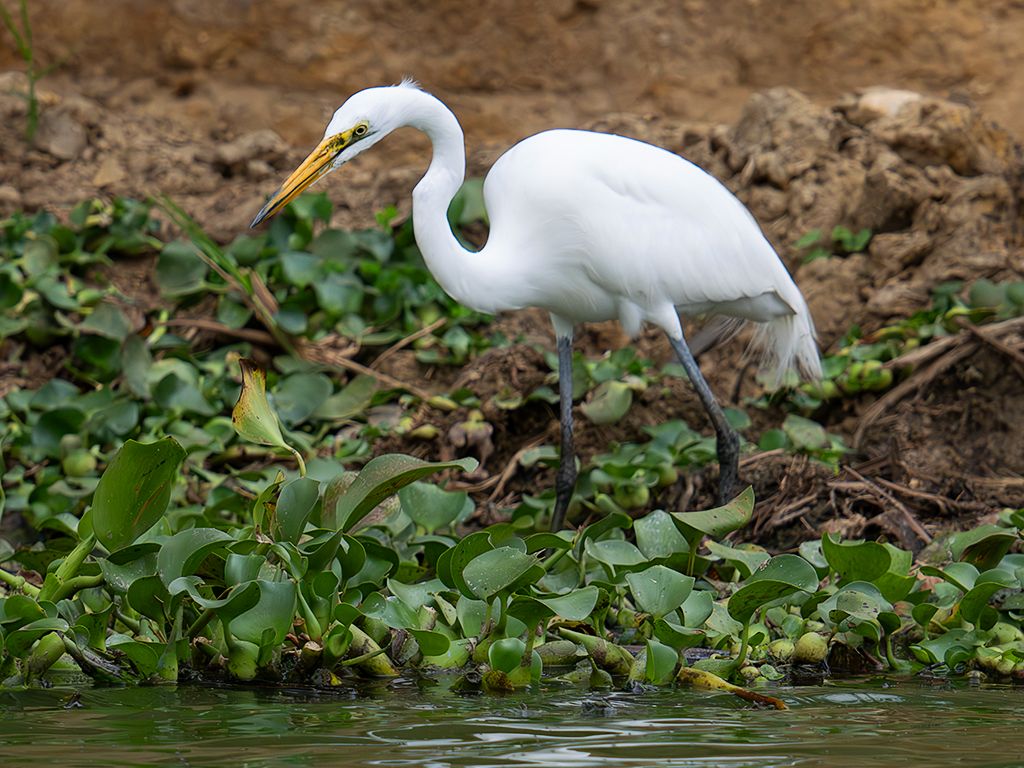 Garza blanca