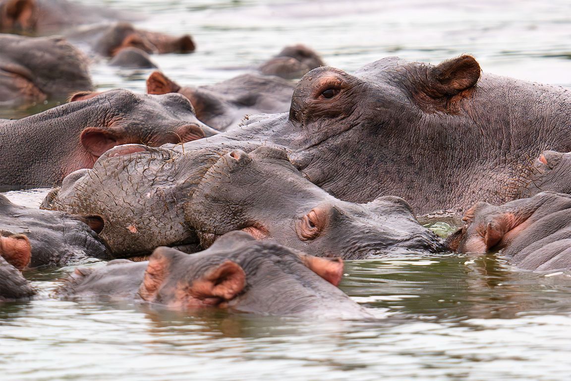 Hipopótamos