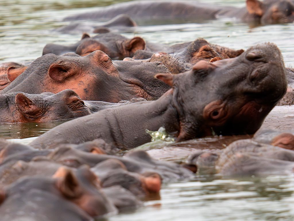 Hipopótamos