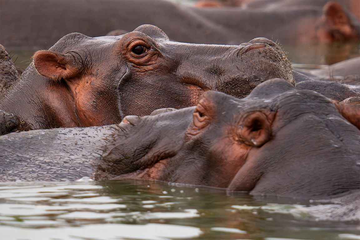 Hipopótamos