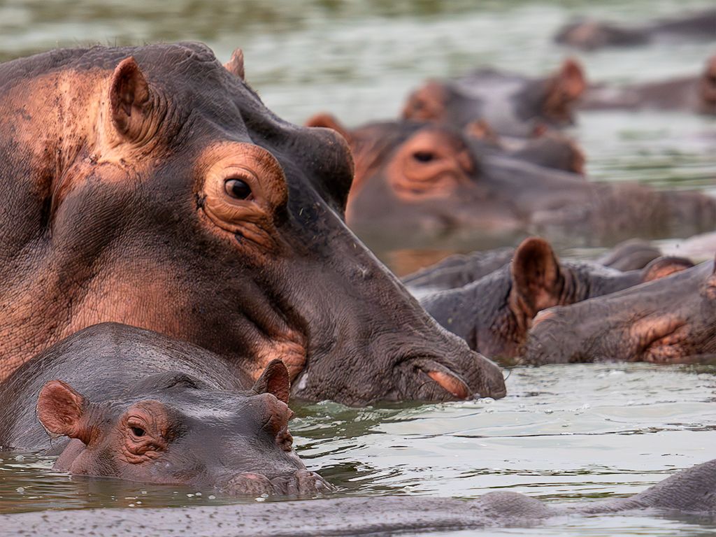 Hipopótamos