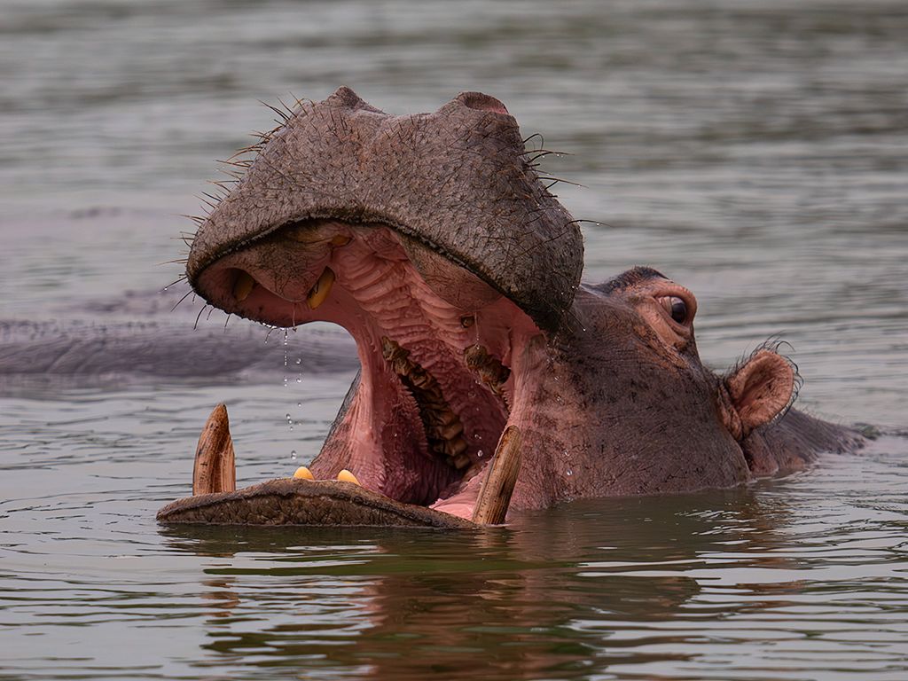 Hipopótamo