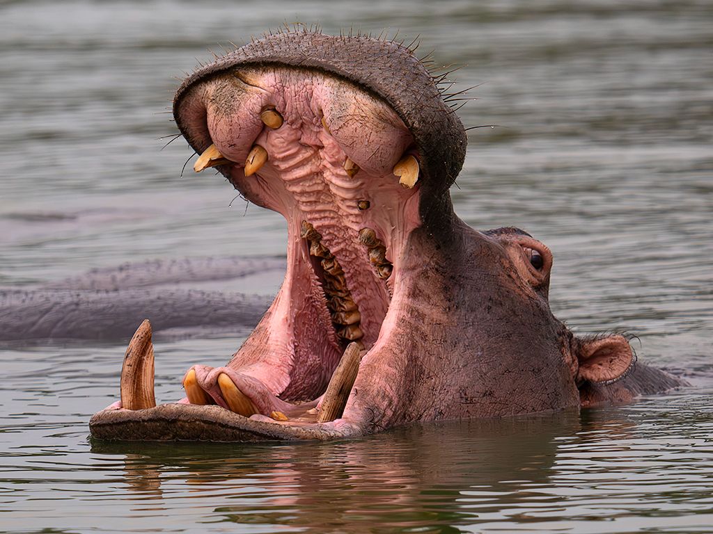 Hipopótamo