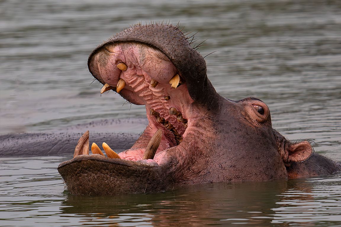 Hipopótamo