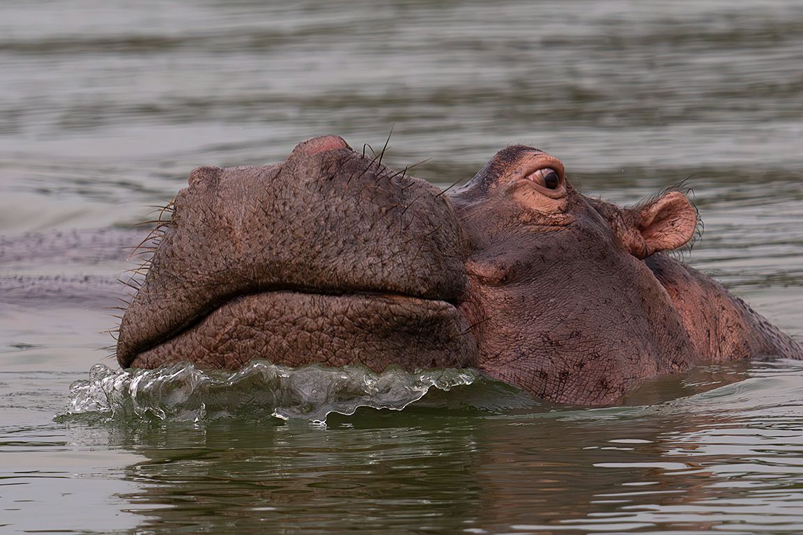 Hipopótamo