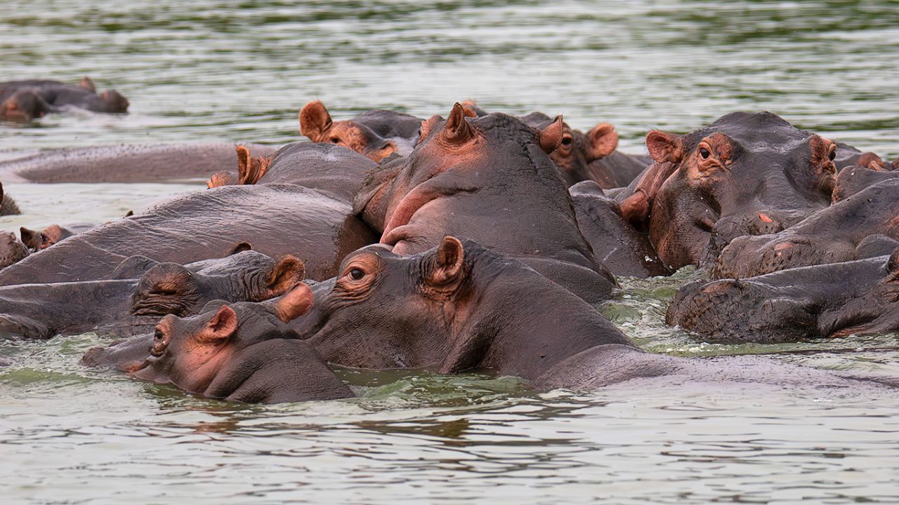 Hipopótamos