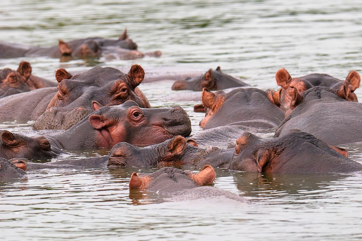 Hipopótamos