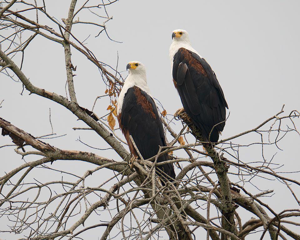 Pigargos vocingleros