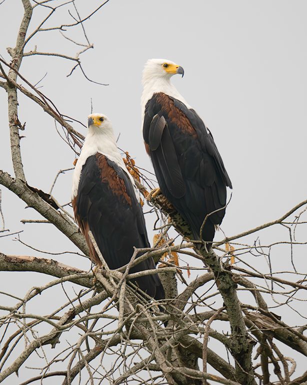 Pigargos vocingleros