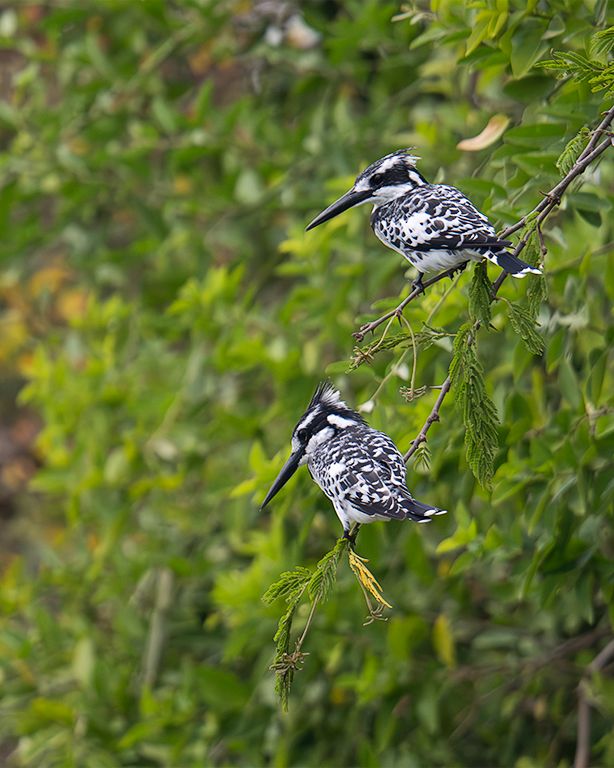 Martín pescador pío