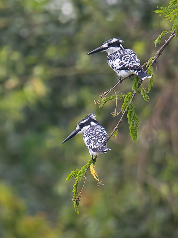 Martín pescador pío
