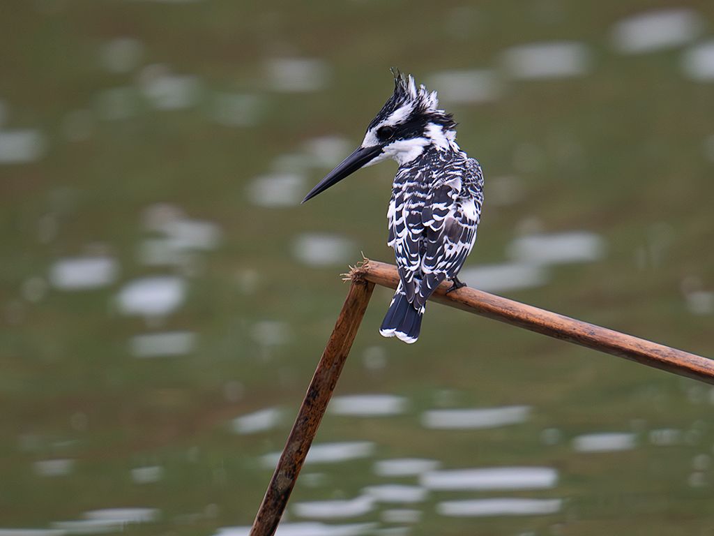 Martín pescador pío