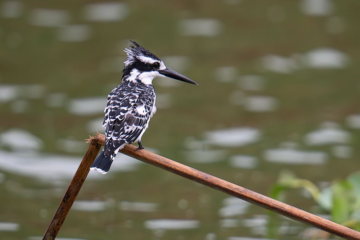 Martín pescador pío