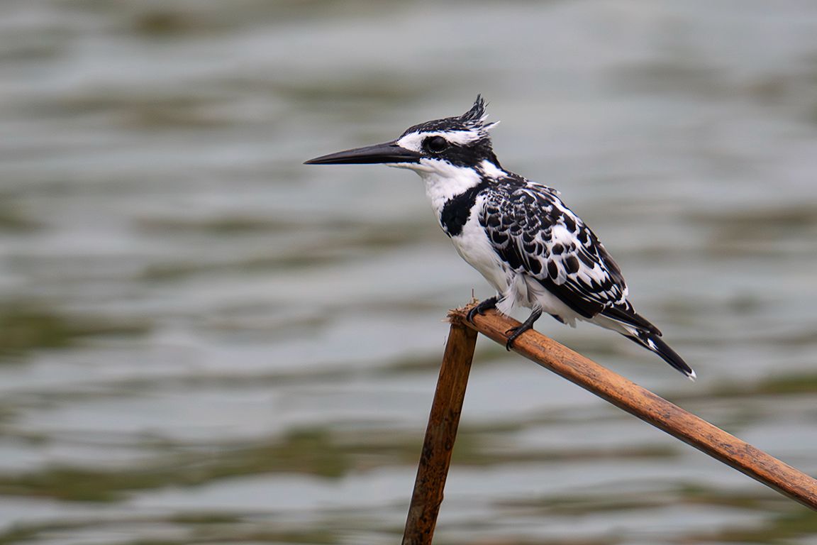 Martín pescador pío