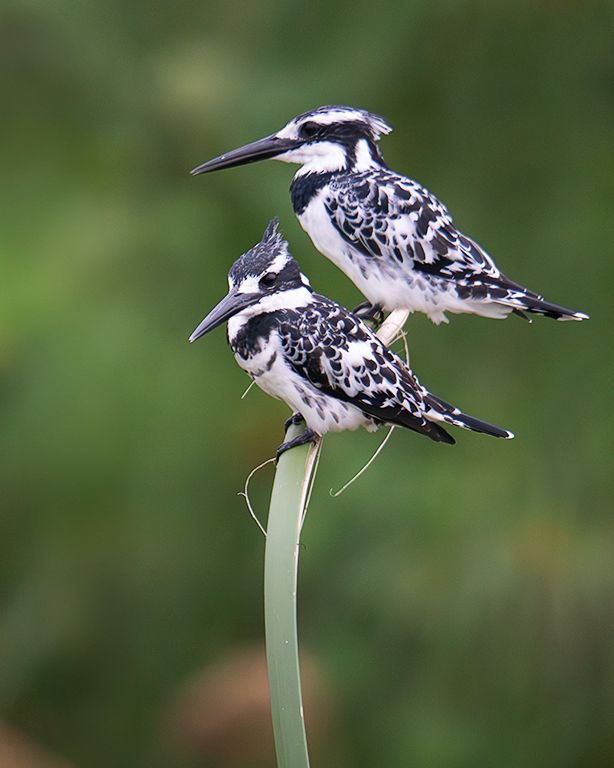 Martín pescador pío