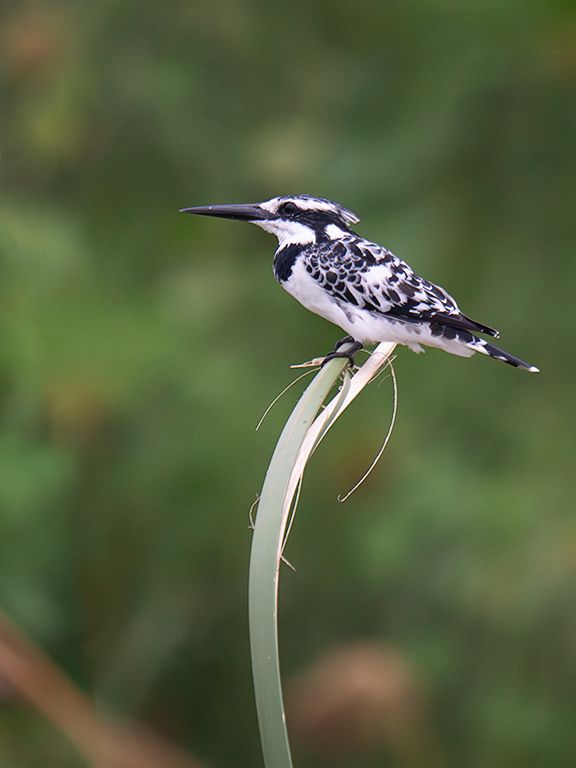 Martín pescador pío