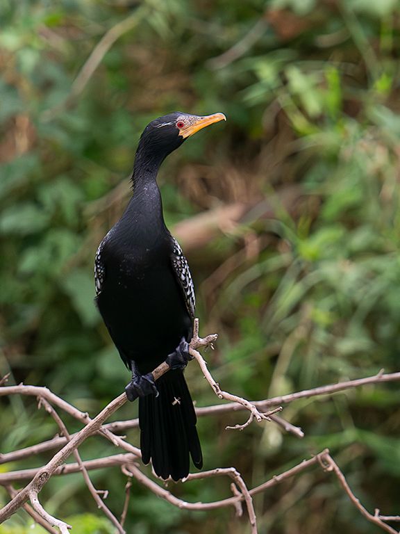 Cormorán