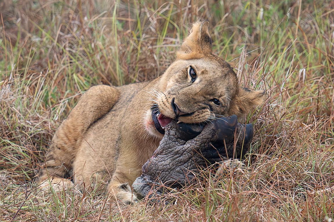 Joven león comiendo la para de un hipo