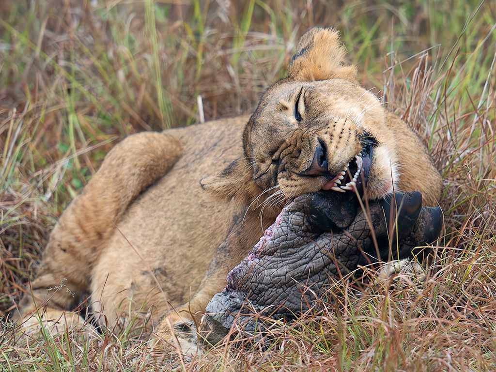 Joven león comiendo la para de un hipo