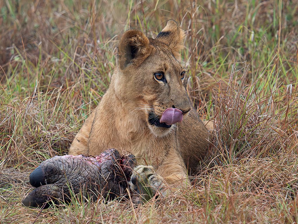 Joven león comiendo la para de un hipo