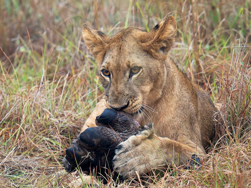 Joven león comiendo la para de un hipo