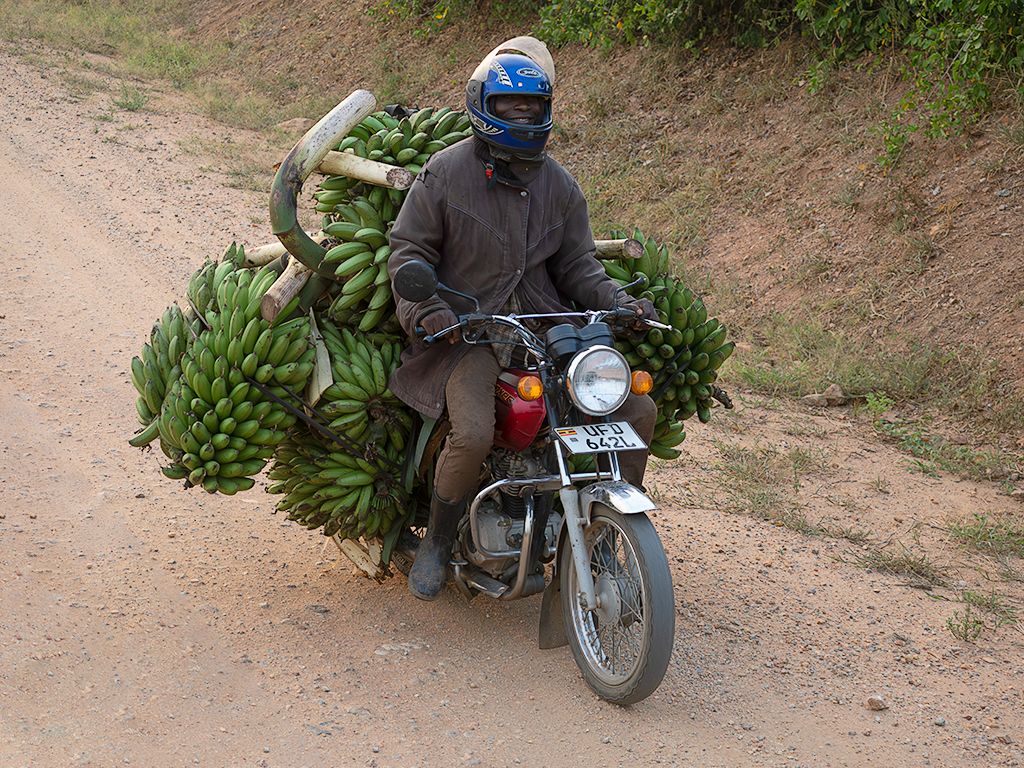 Transportando bananas