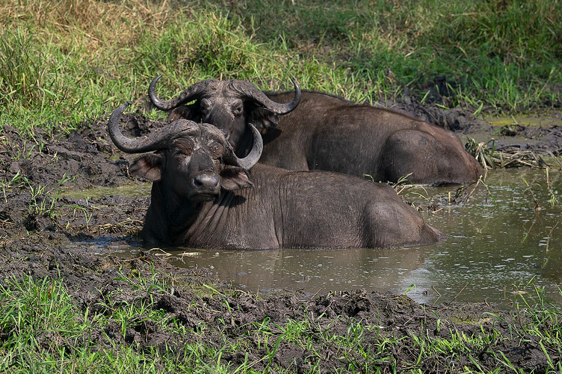 Búfalos