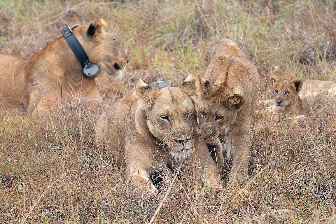 Con collar transmisor