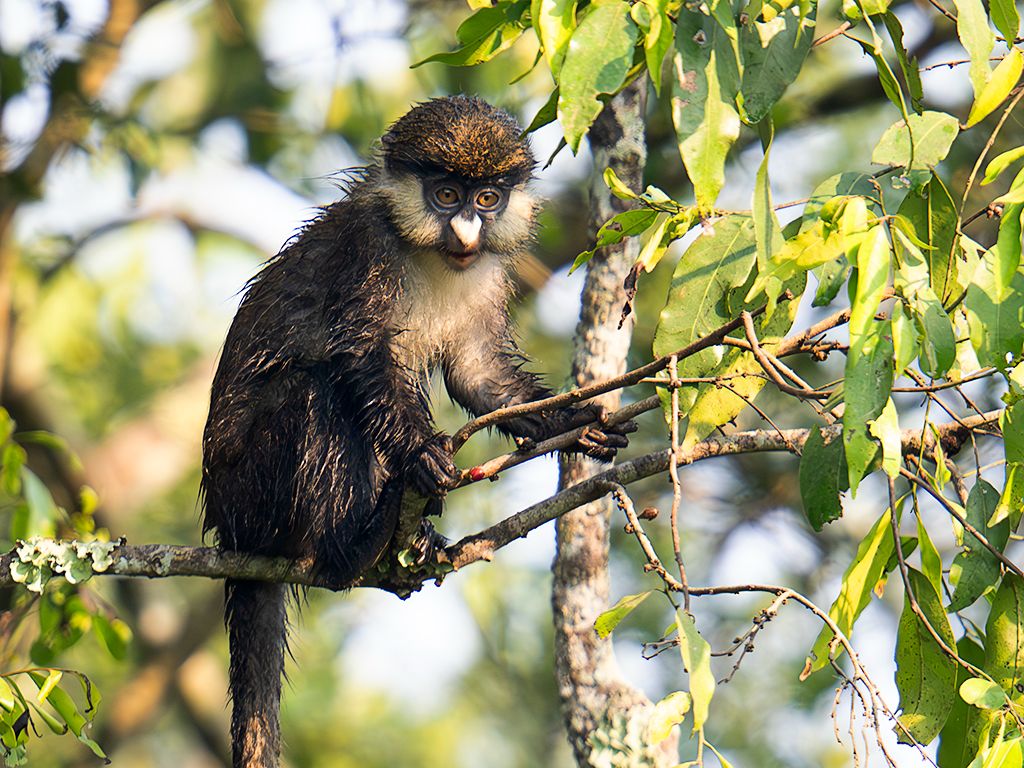 Cercopiteco de cola roja