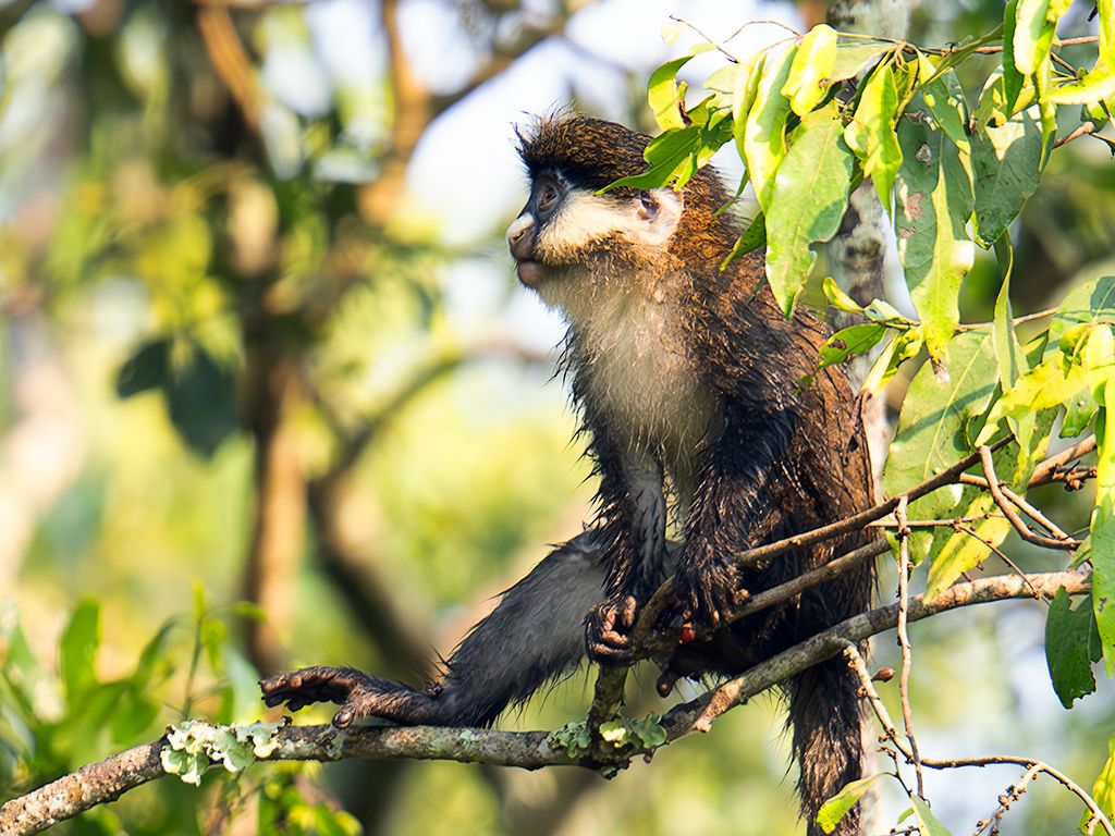 Cercopiteco de cola roja