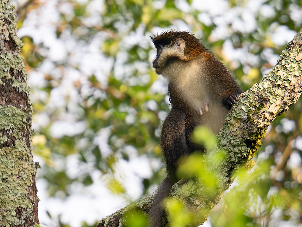 Cercopiteco de cola roja