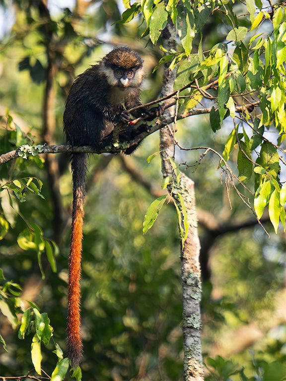 Cercopiteco de cola roja