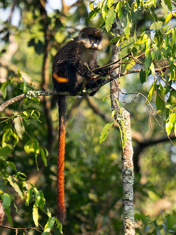 Cercopiteco de cola roja
