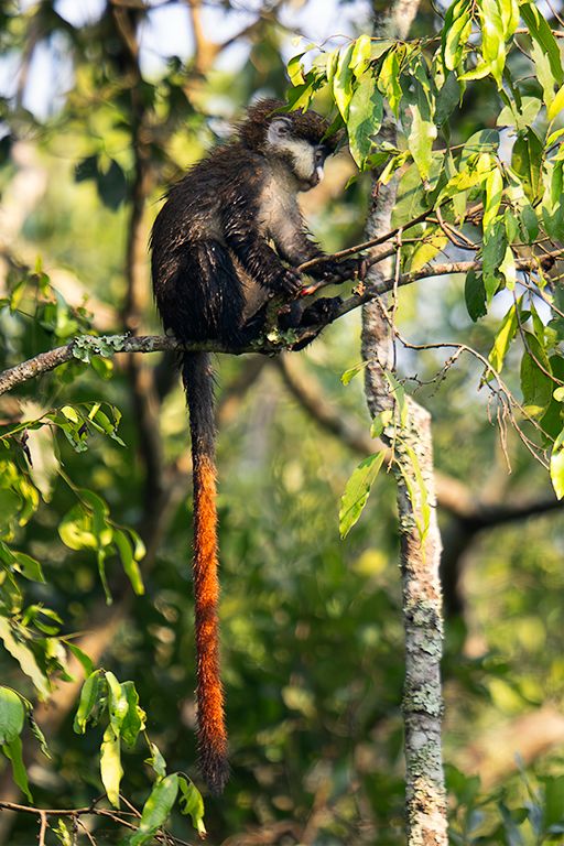 Cercopiteco de cola roja