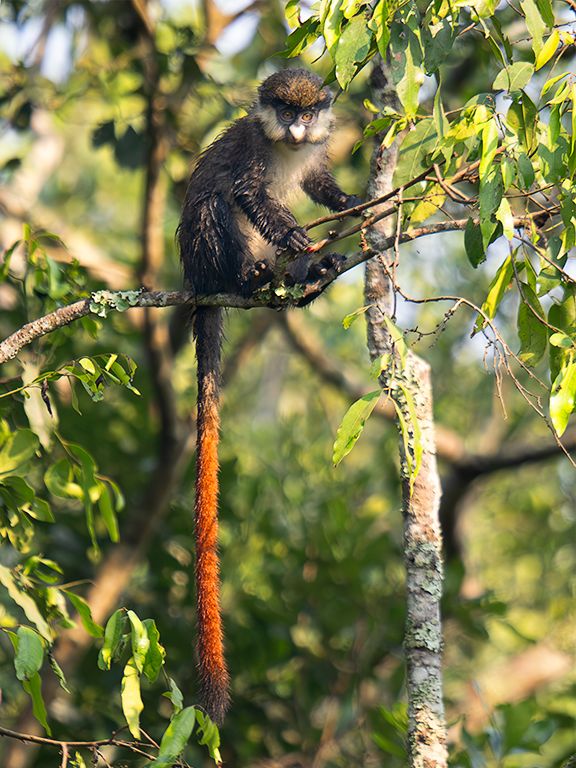 Cercopiteco de cola roja
