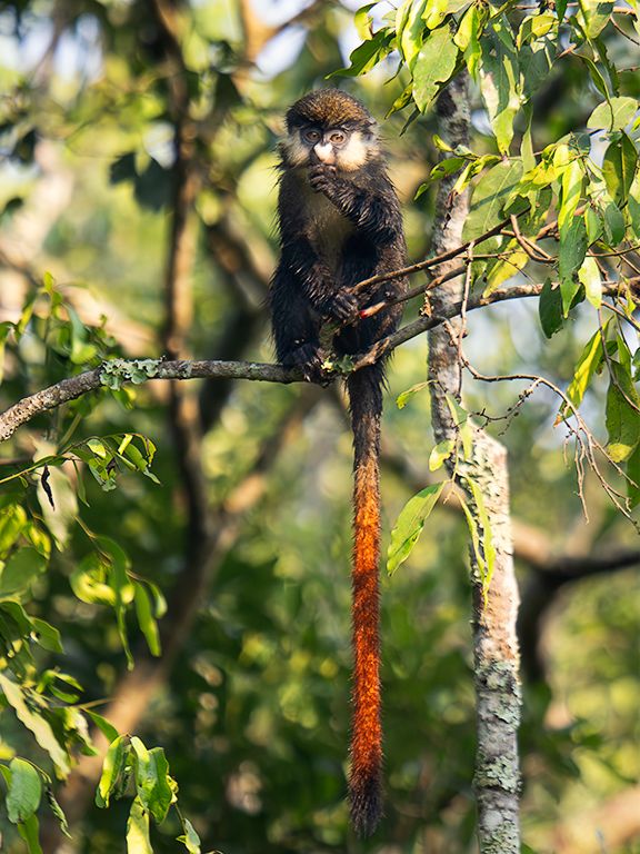 Cercopiteco de cola roja