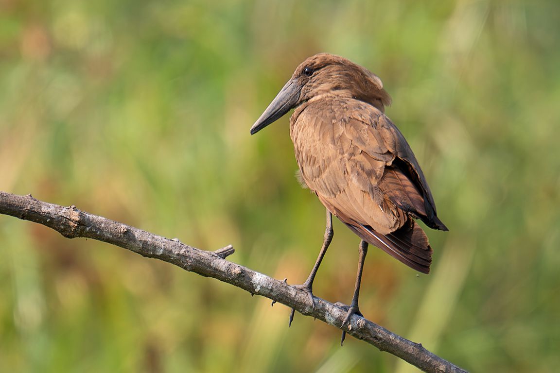 Ave cabeza de martillo