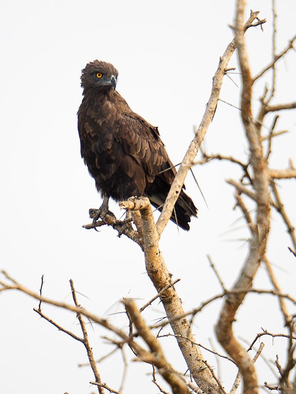 Águila culebrera sombría
