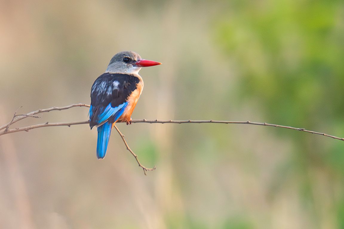 Kingfisher