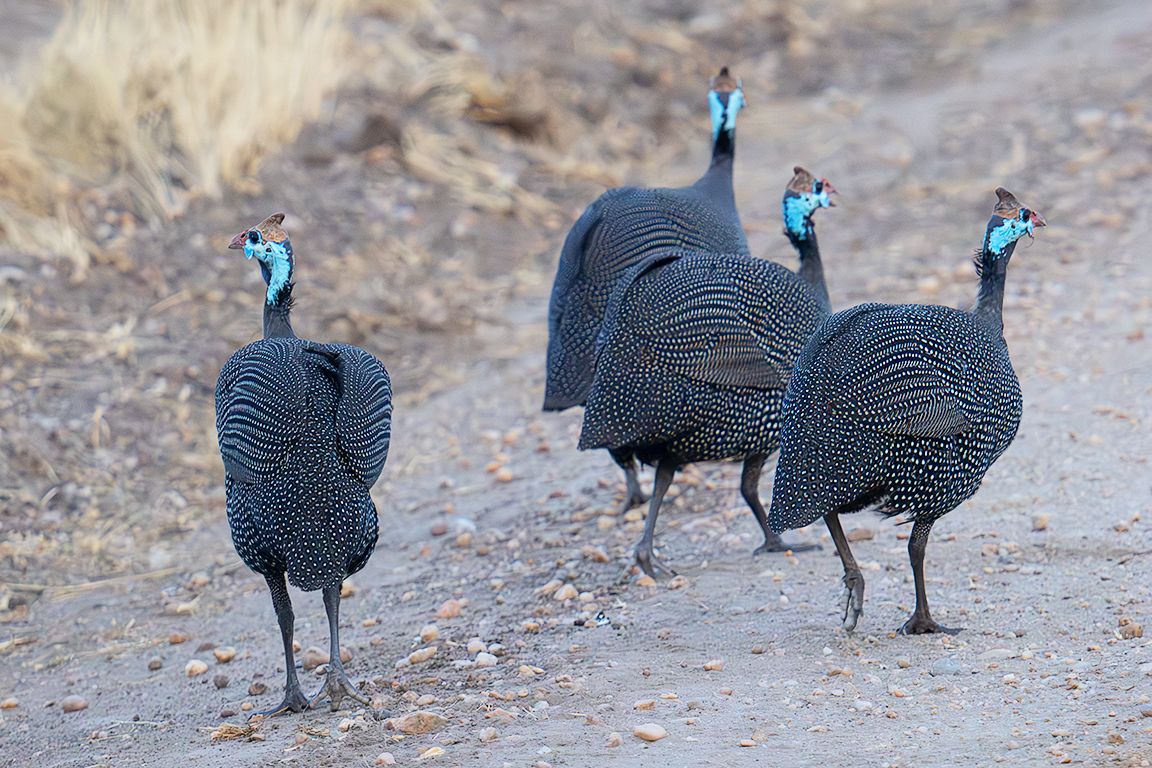 Gallinas de Guinea