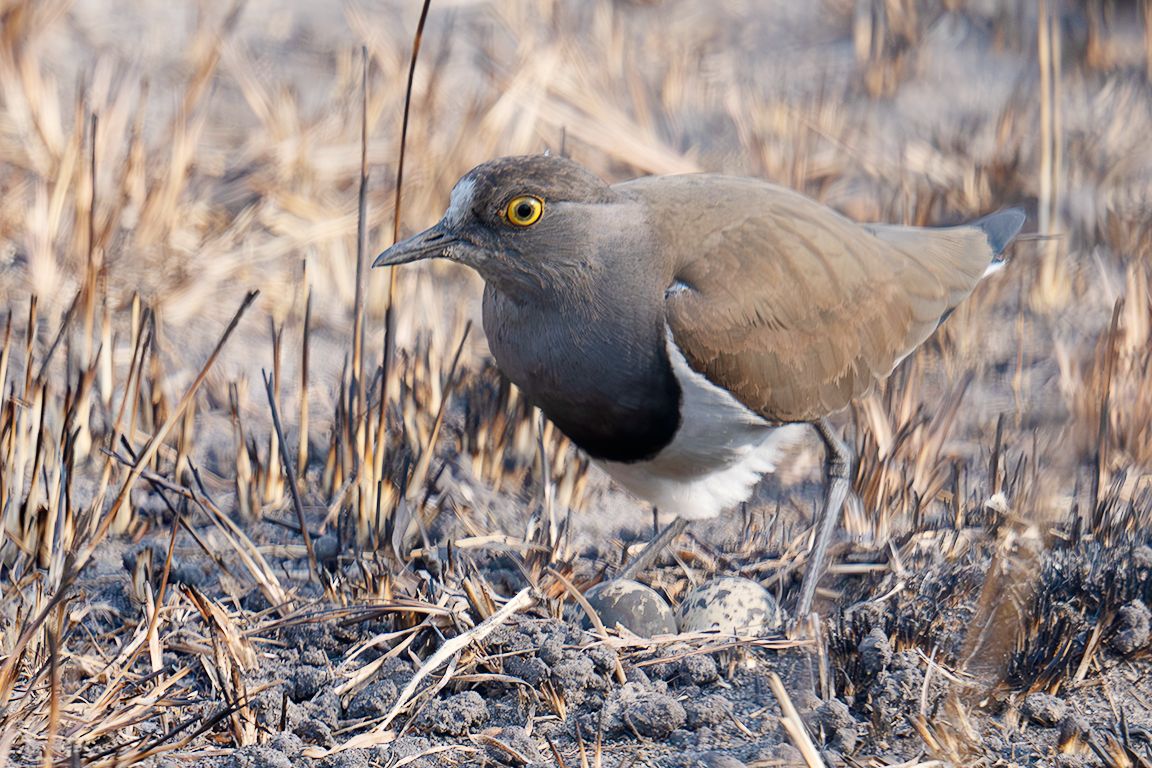 Avefría lúgubre incubando los huevos
