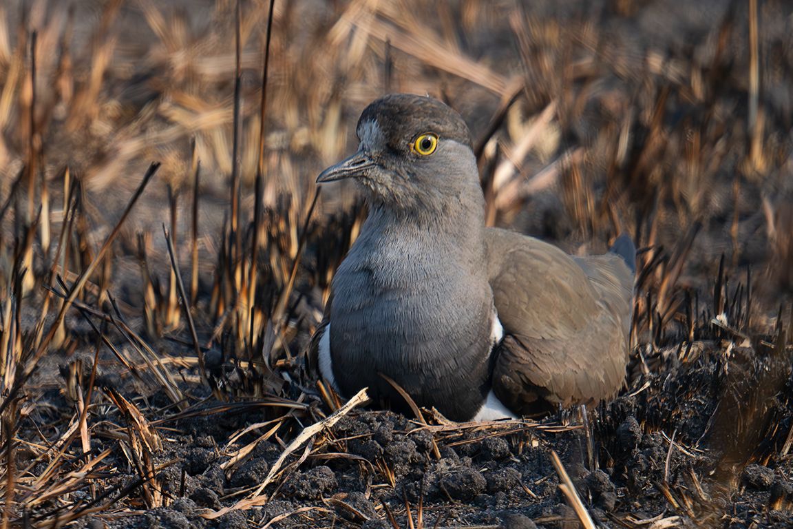 Avefría lúgubre incubando los huevos