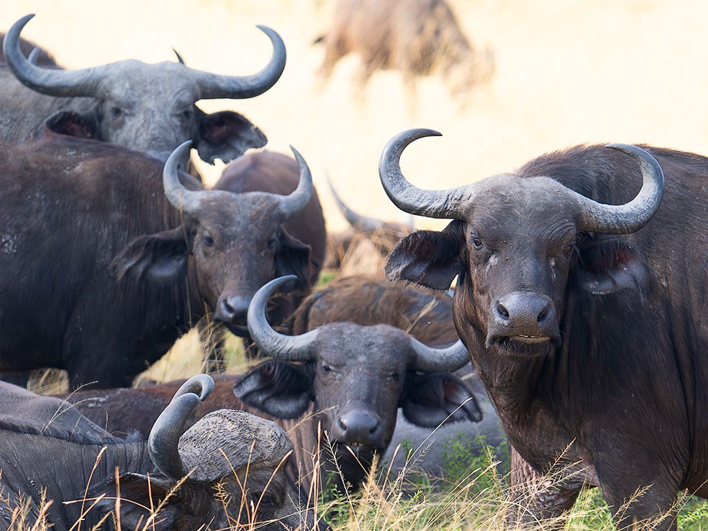 Búfalo