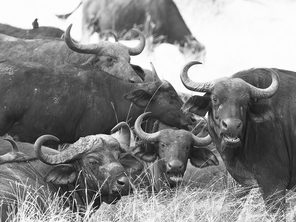 Búfalo