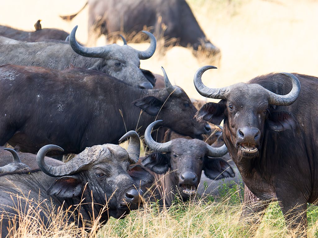 Búfalo